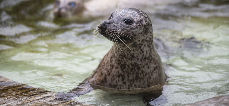 Borjúfókákat adományozott a Nyíregyházi Állatpark