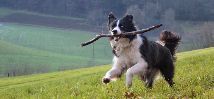 Tudod, mi köze a T-Rexnek a border collie-hoz? Meg fogsz lepődni