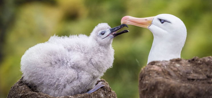 Hiába 70 éves már Wisdom, az albatrosz, újabb fiókája született