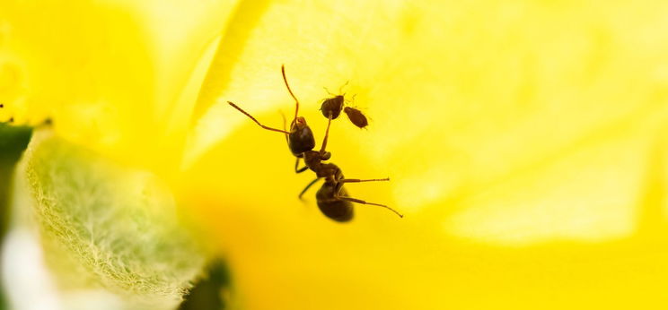 Hatalmas tudományos felfedezésre bukkantak egy hangya fenekén