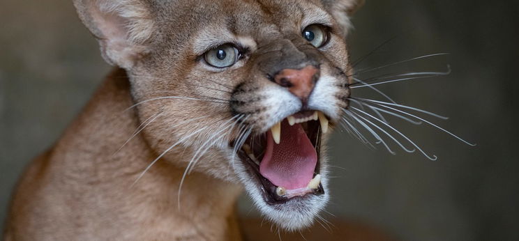 Vérszomjas puma támadott meg egy 5 éves kisgyermeket a saját kertjükben