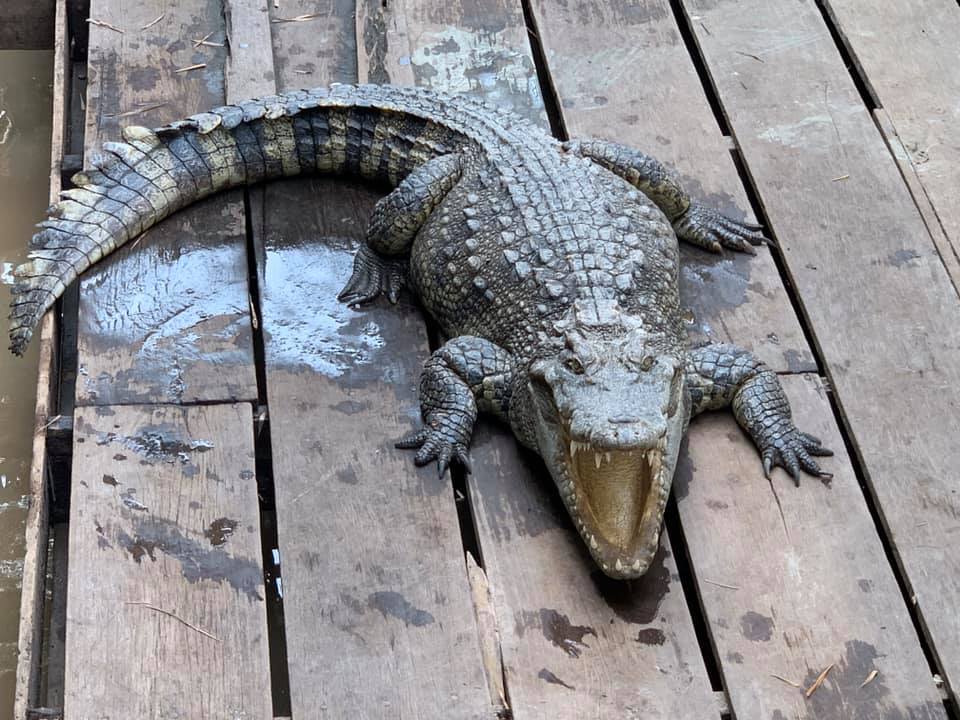 Utazása a tarantulák világába, ahol az éhséget csillapítják a rovarral 