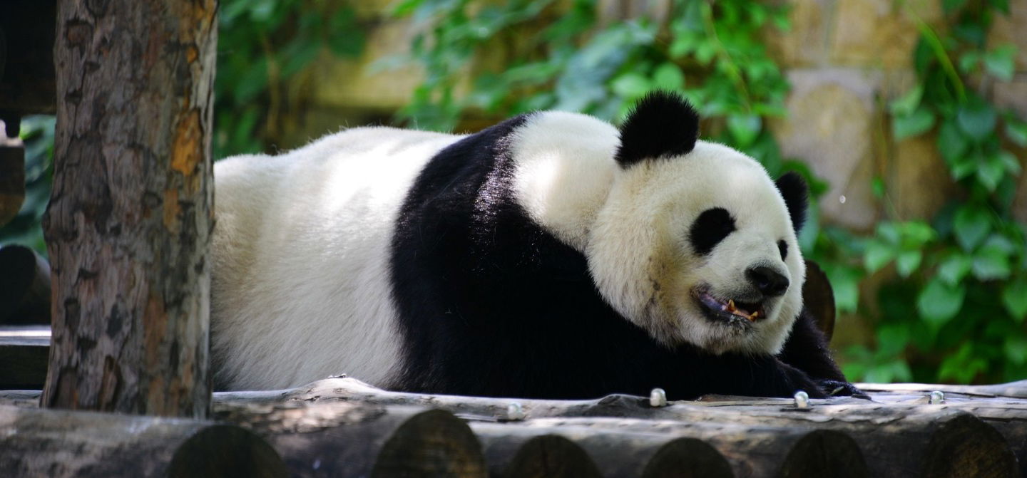 Nézd meg, milyen cukin szunyókálnak a pekingi állatkert pandái!