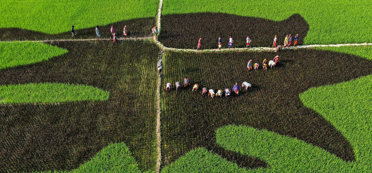 Furcsa jelenség tűnt fel bangladeshi rizsföldeken